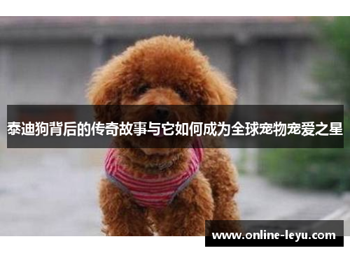 泰迪狗背后的传奇故事与它如何成为全球宠物宠爱之星 泰迪狗背后的传奇故事与它如何成为全球宠物宠爱之星